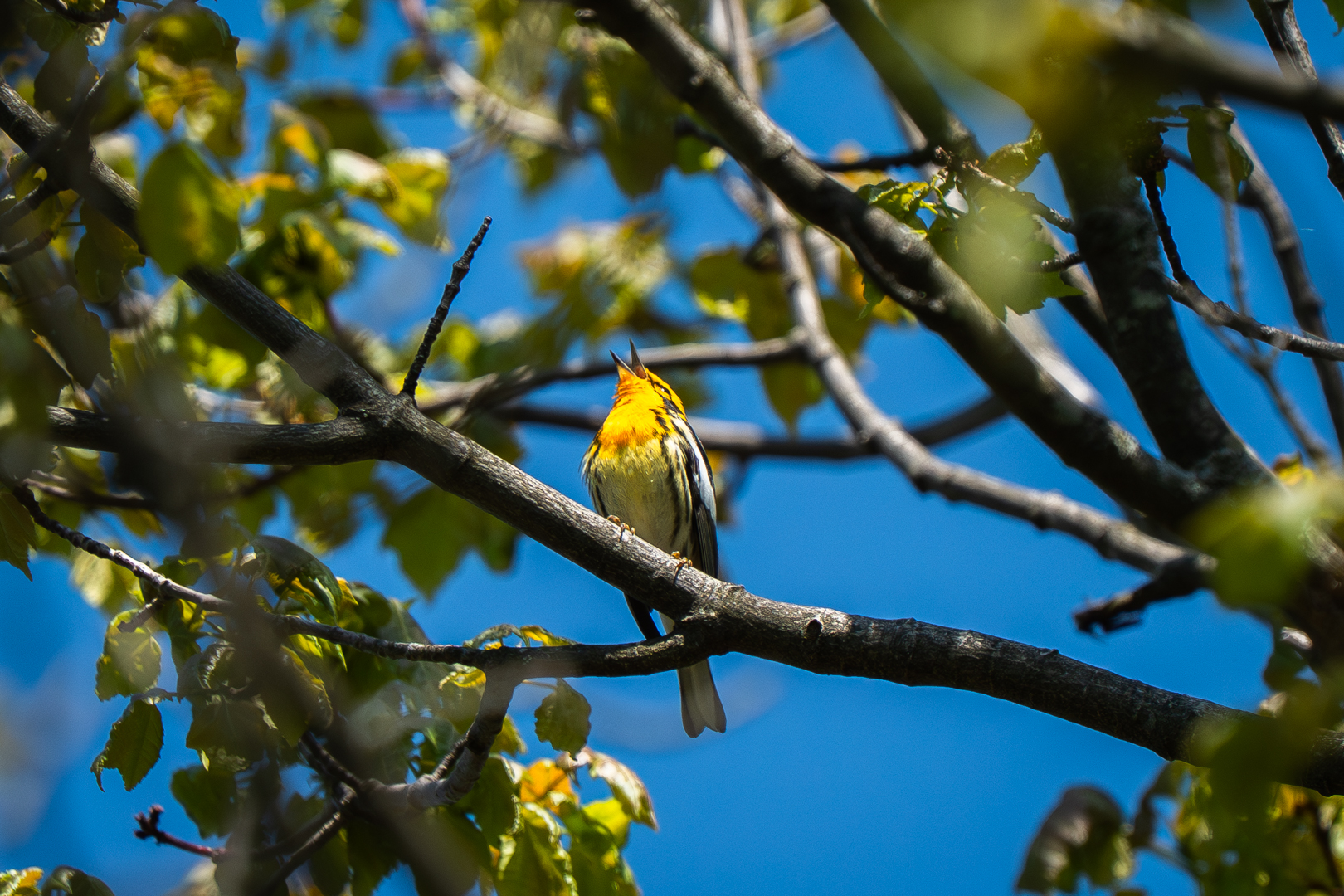 May Birds