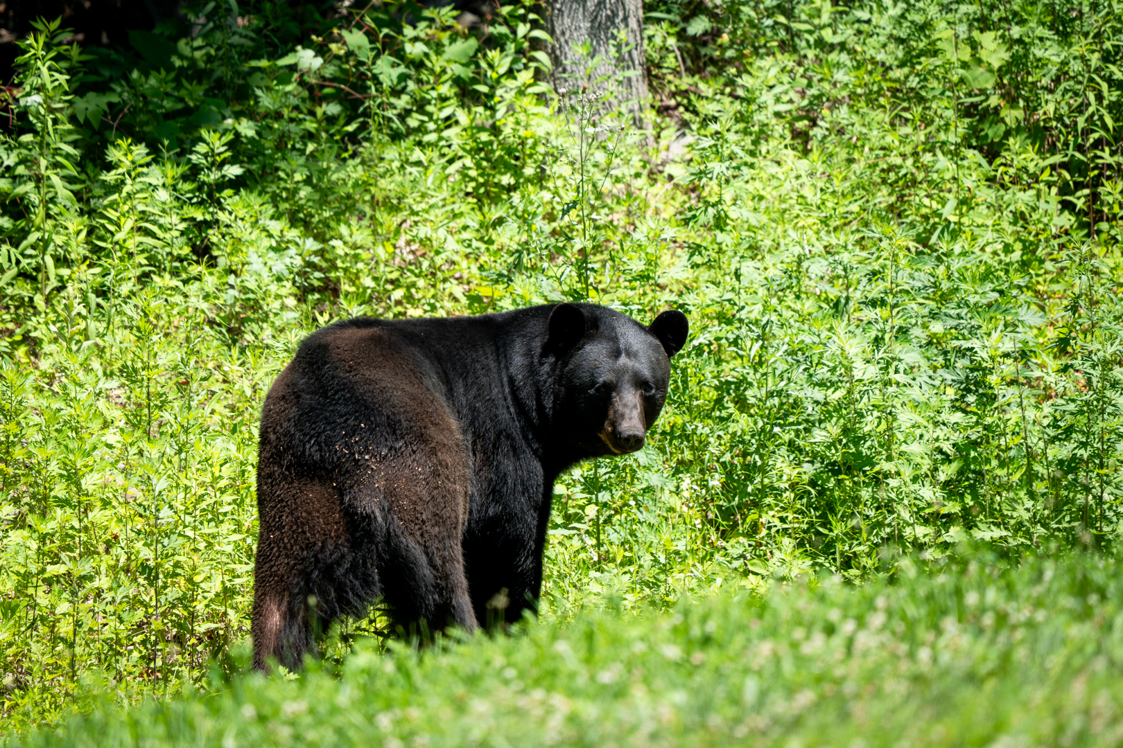 Black Bear