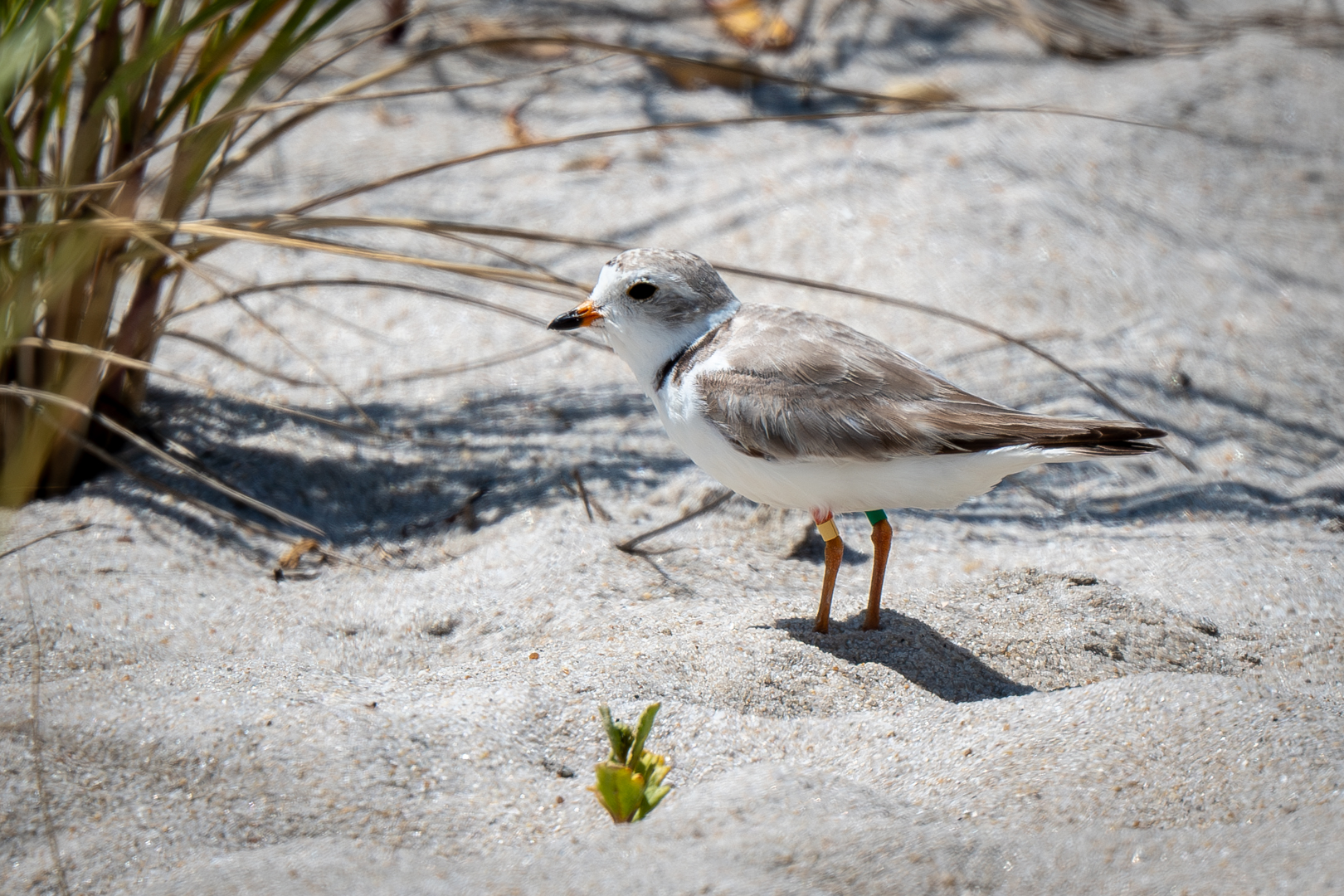 Piping Plovers