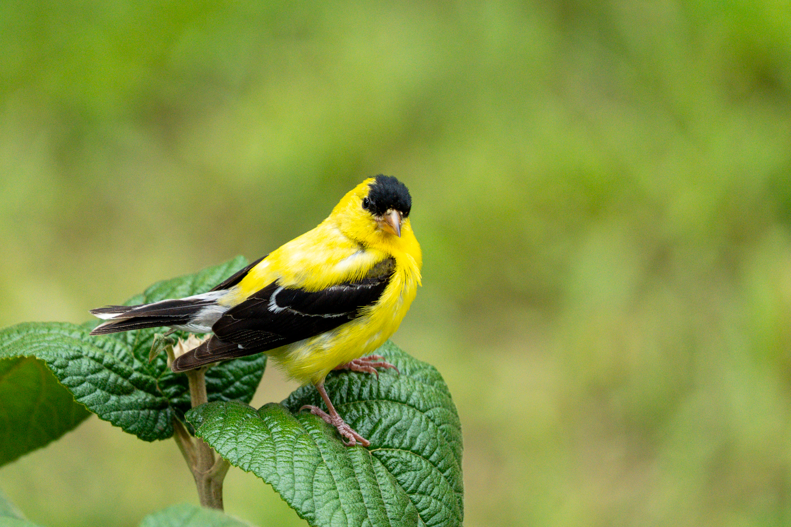 August Birds