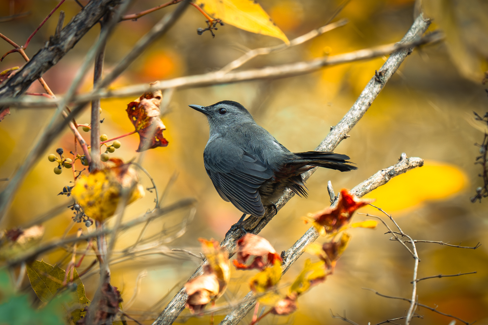 September Birds