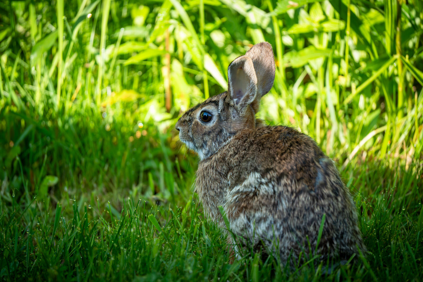 A small bunny in the shade