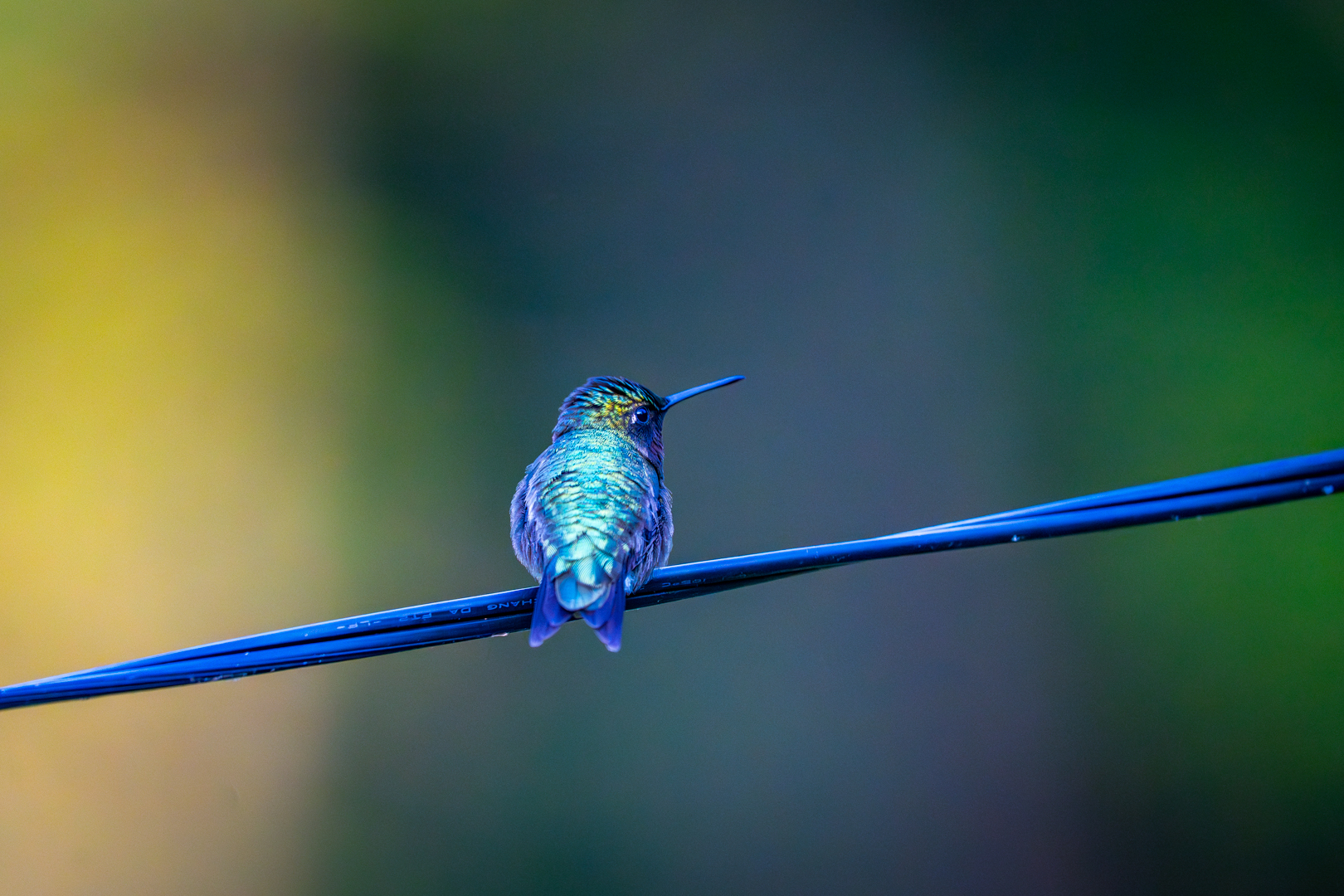 June Birds