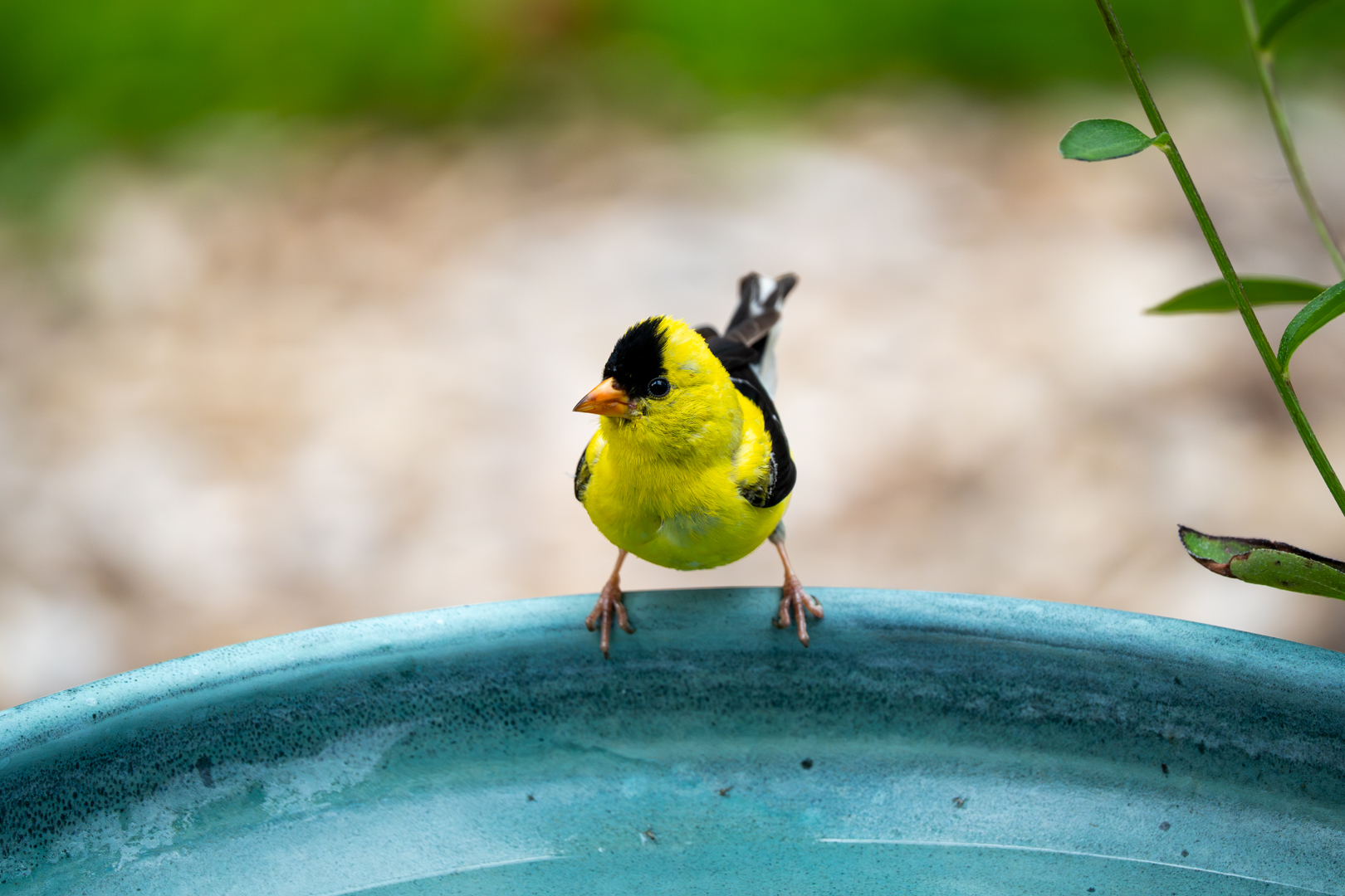Birding: August 2025