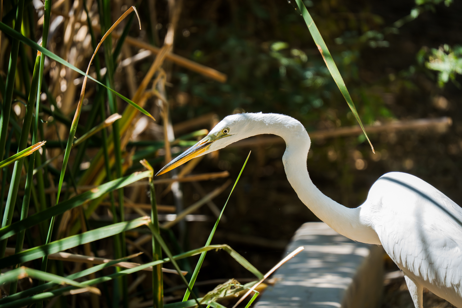 Birding at the Riparian Preserve