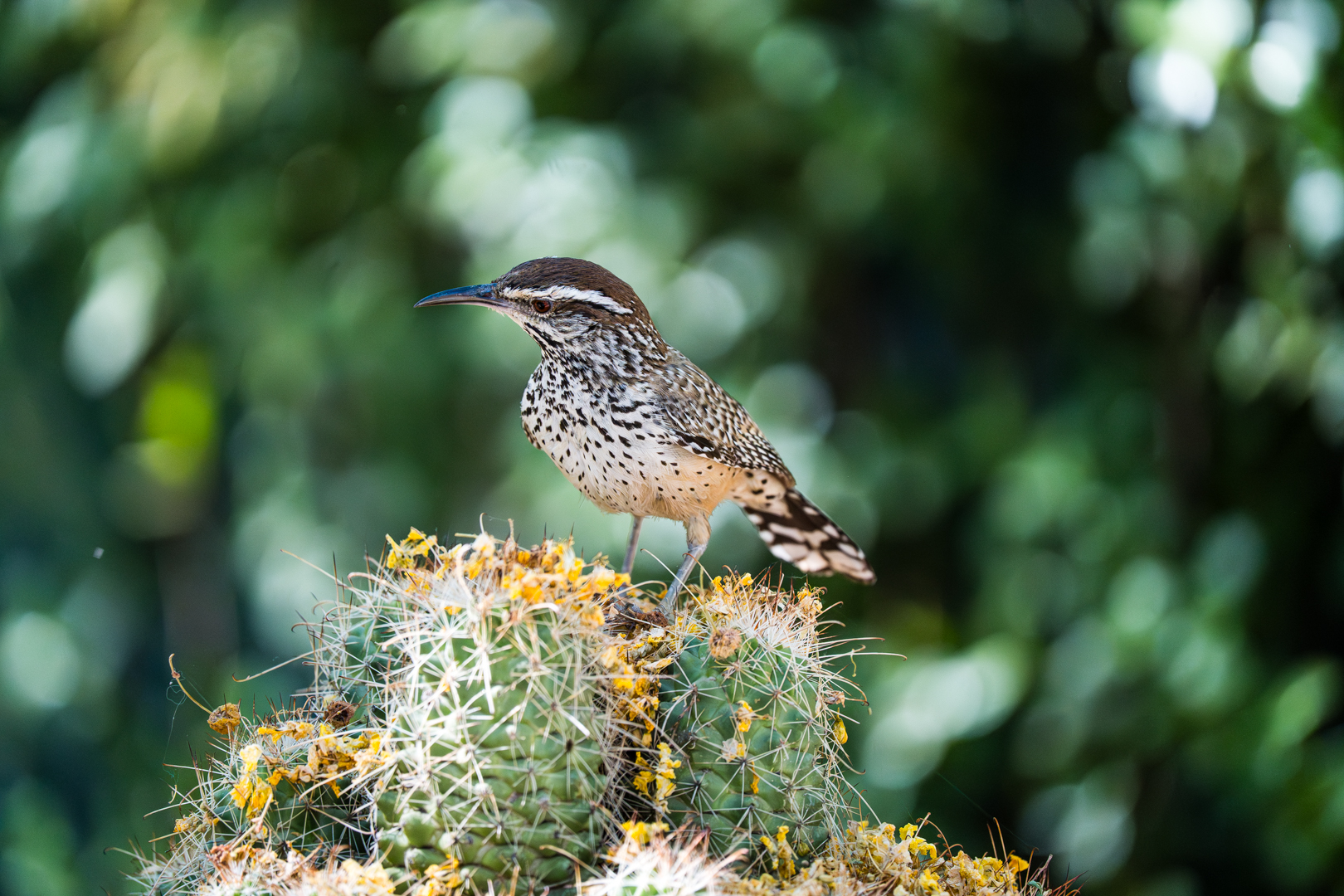 Birding at Desert Botanical Garden