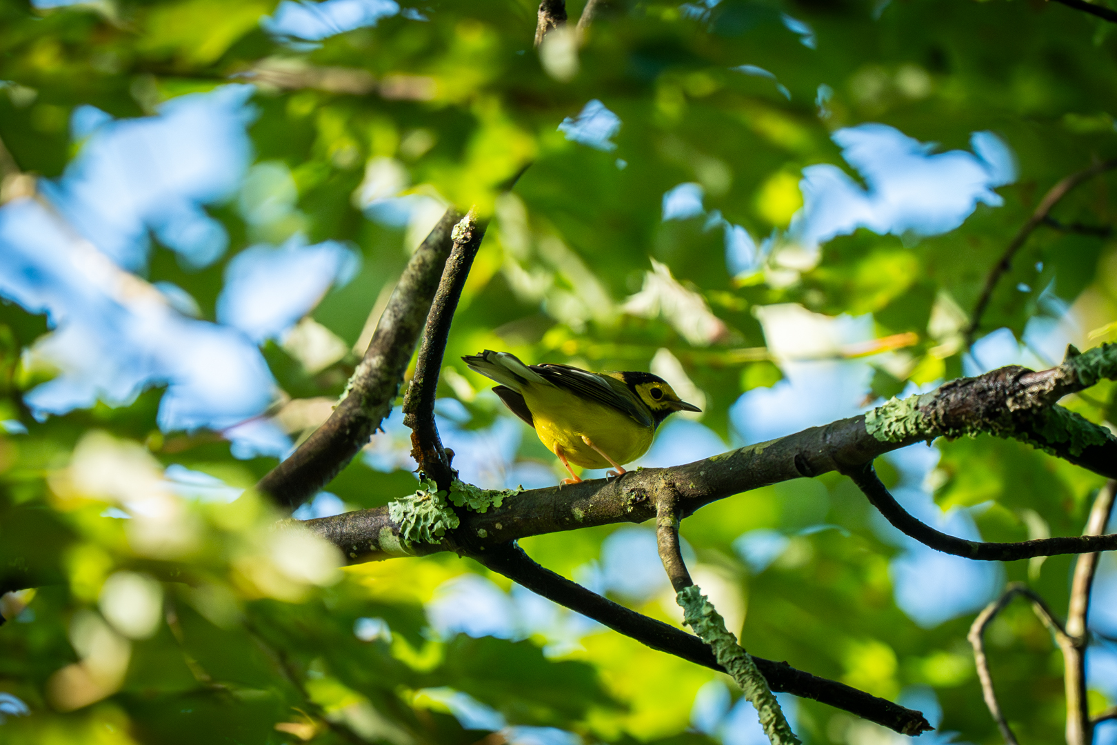Birding: July 2025