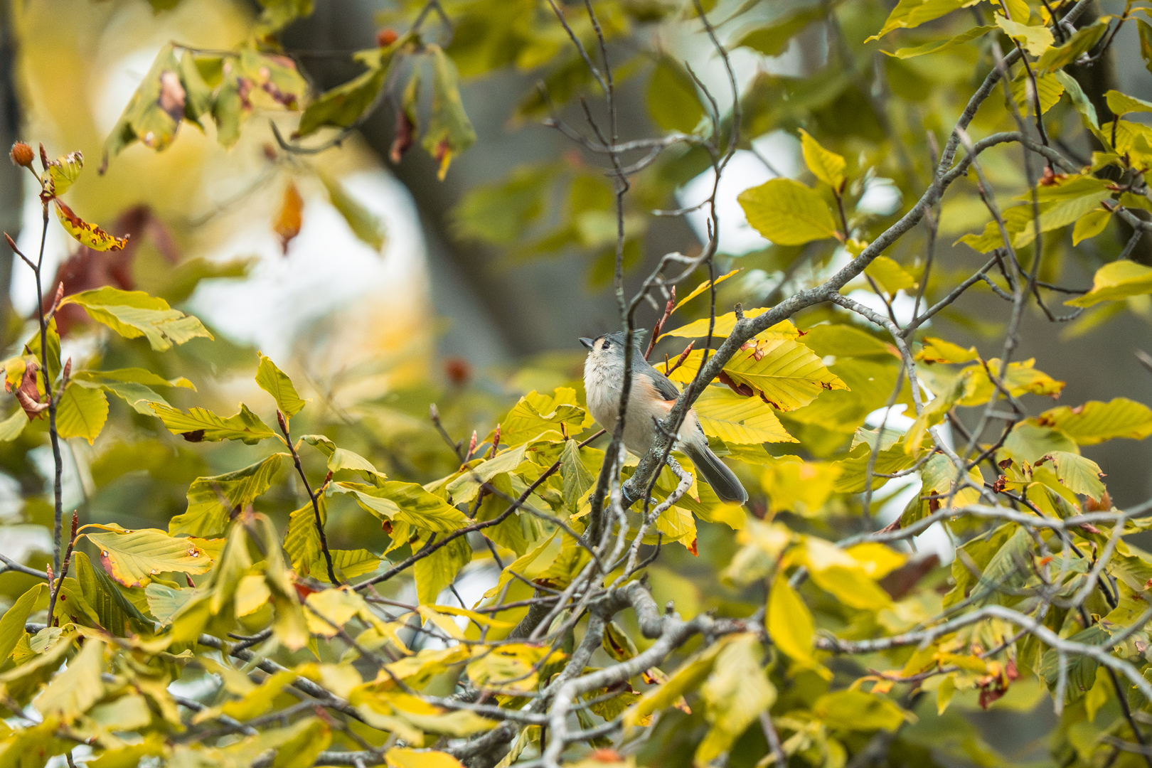 Birding: September 2025