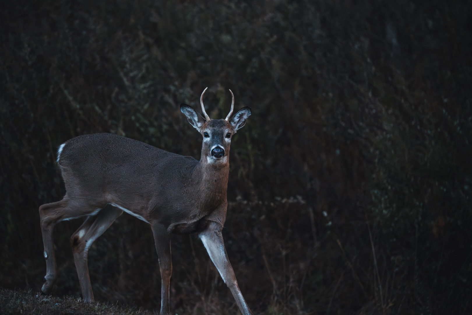 Young Buck