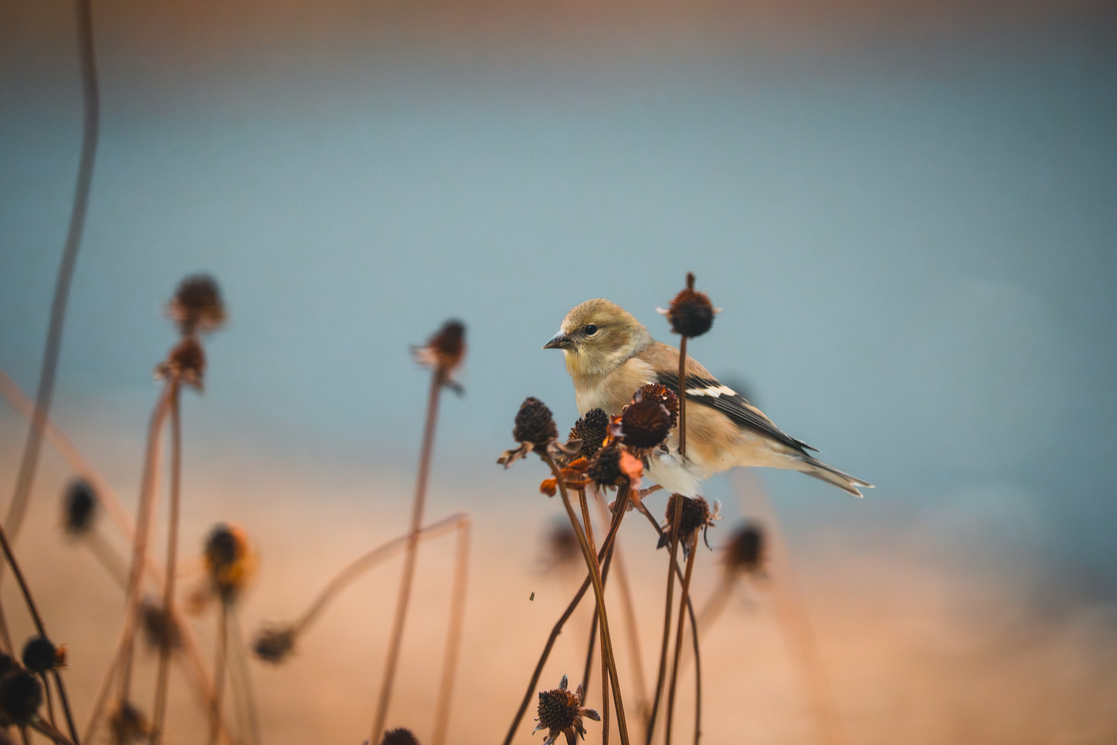 Birding: November 2025