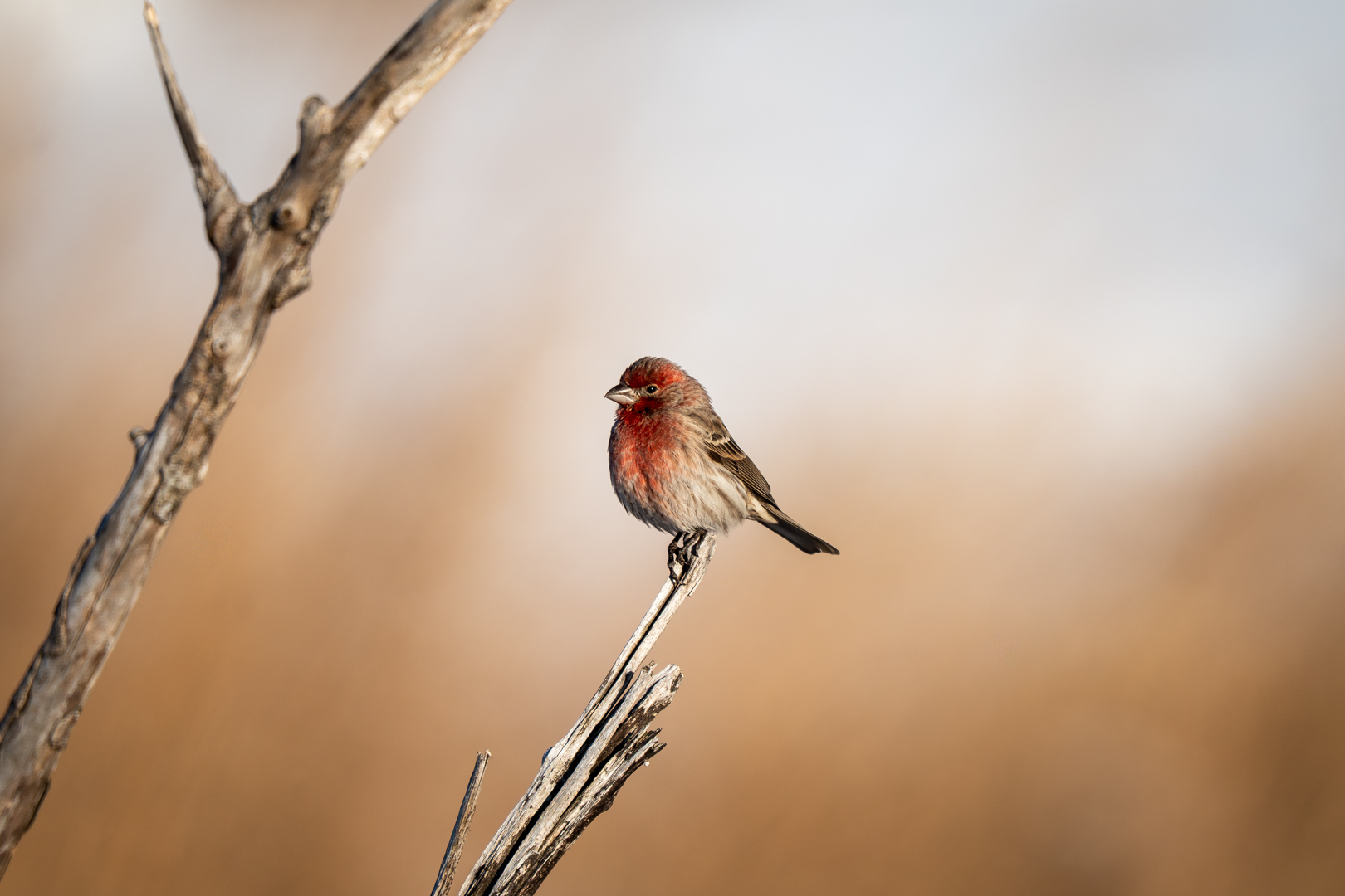 Birding at Shawangunk Grasslands
