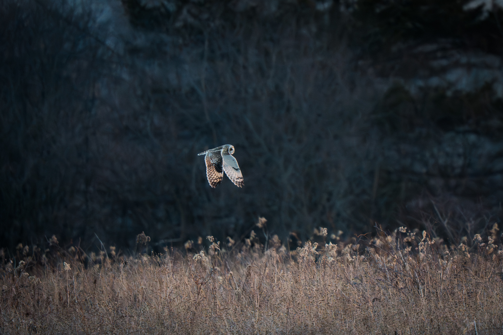 Short-Eared Owls: December 2025