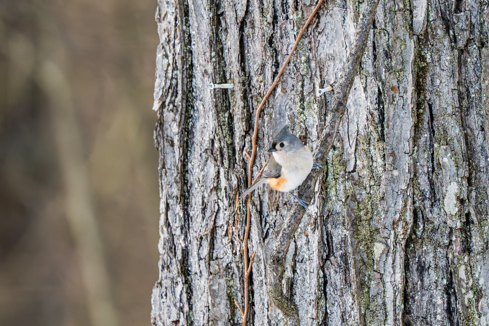 Birding: December 2025