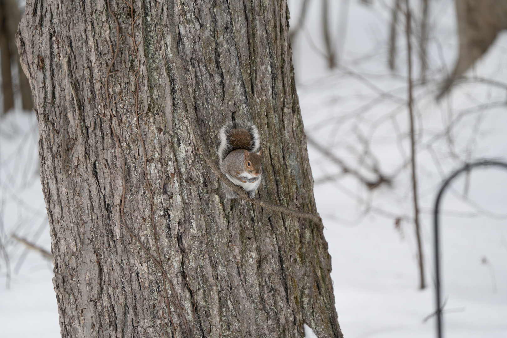 Winter Squirrel