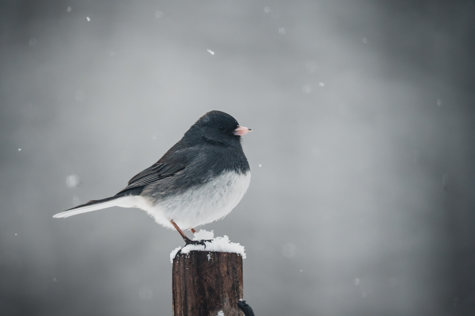 Birding: January 2026