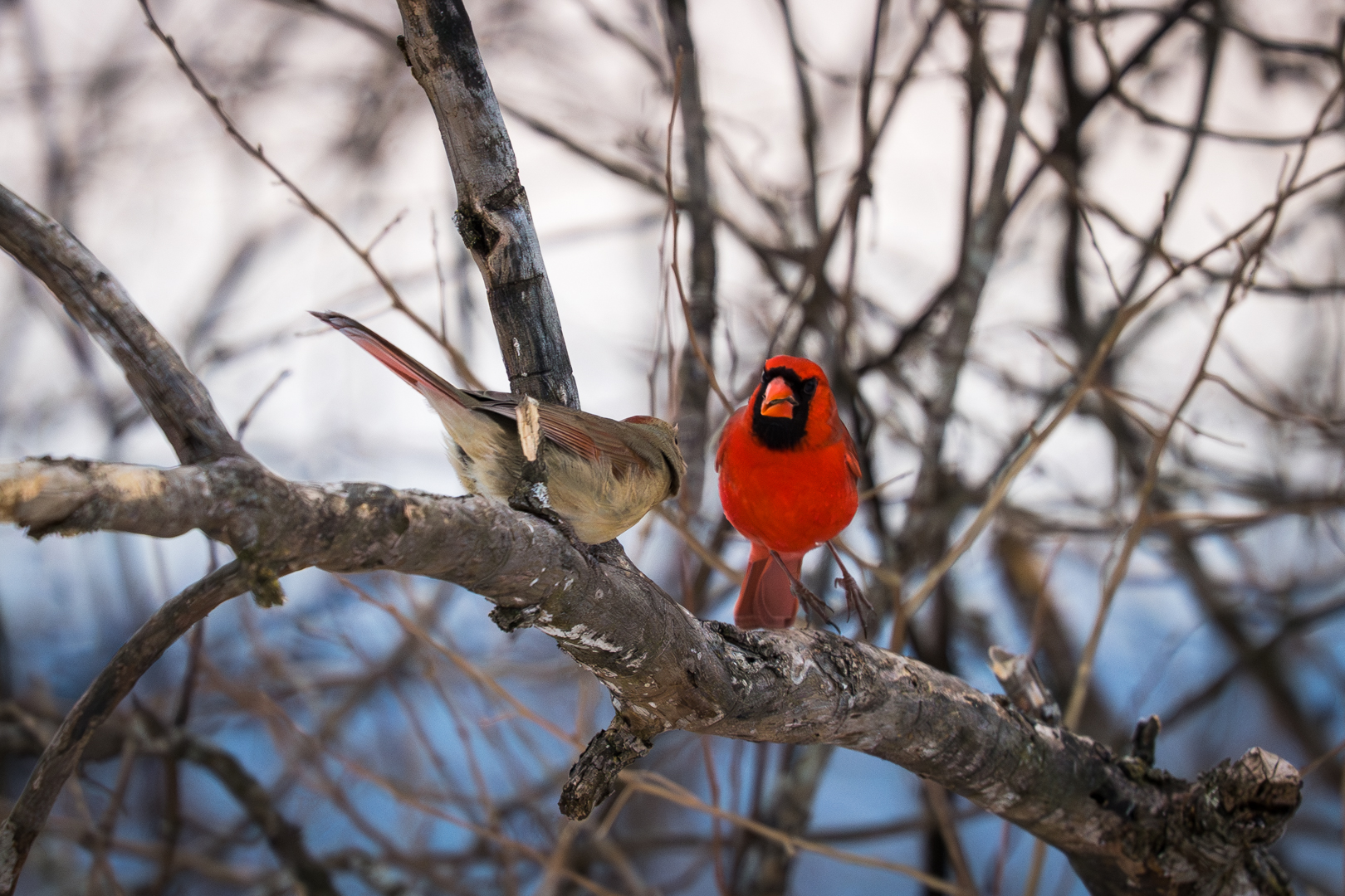 Valentine’s Cardinals