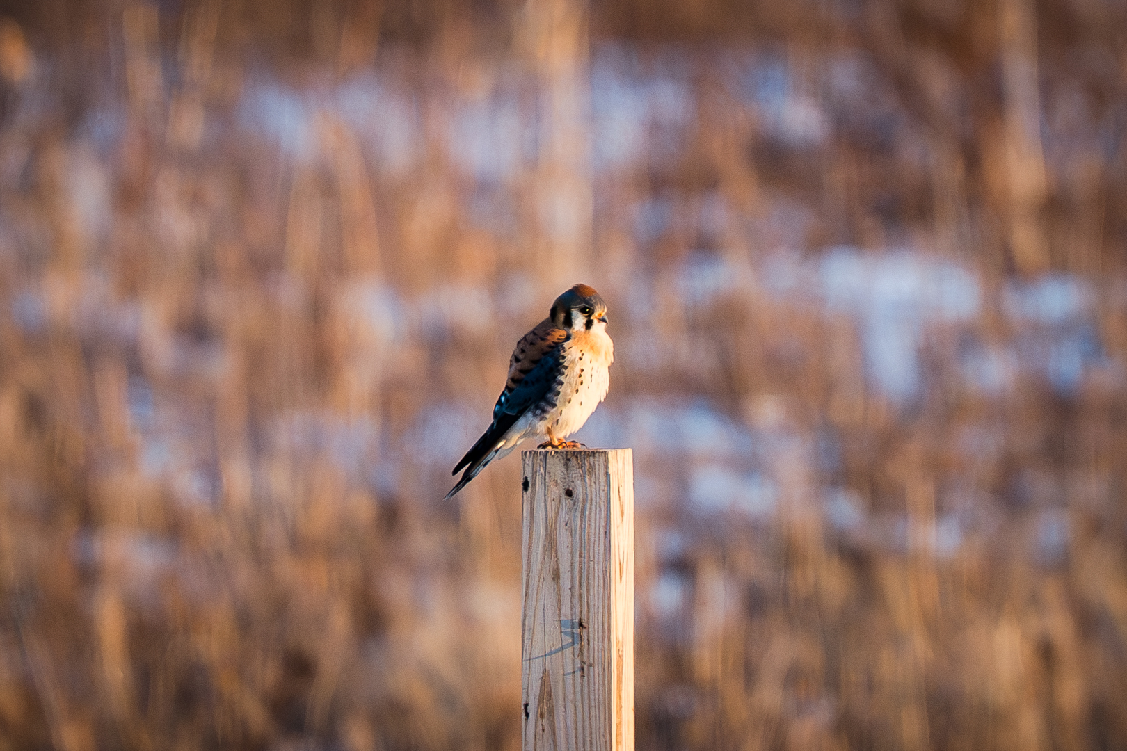 Birding: February 2026