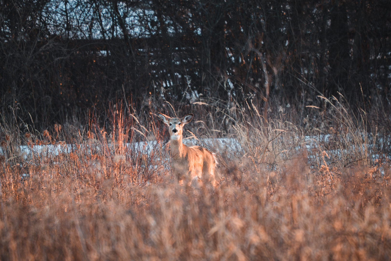 Deer in the Grasslands