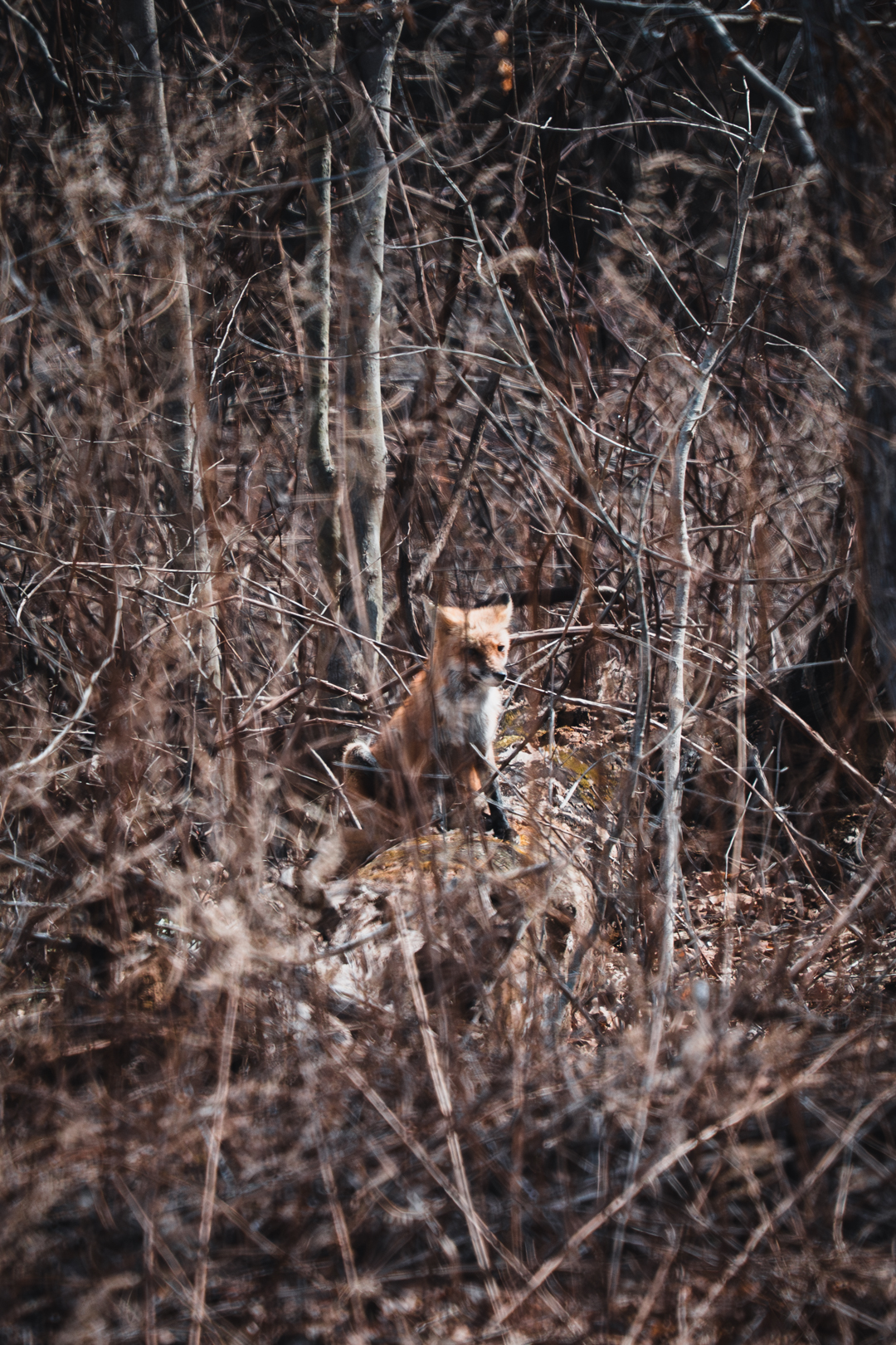 Lunchtime Fox