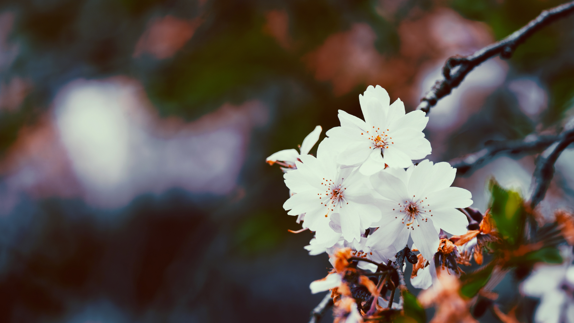 April: Patreon Bonus Wallpaper 01