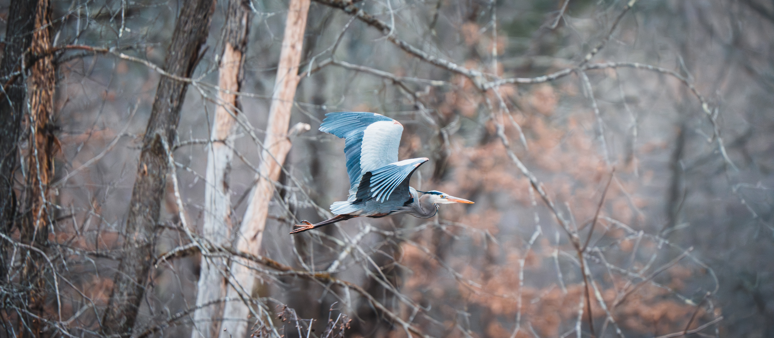Birding: March 2026