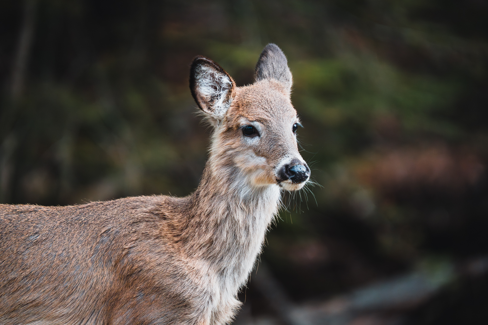 A couple of deer