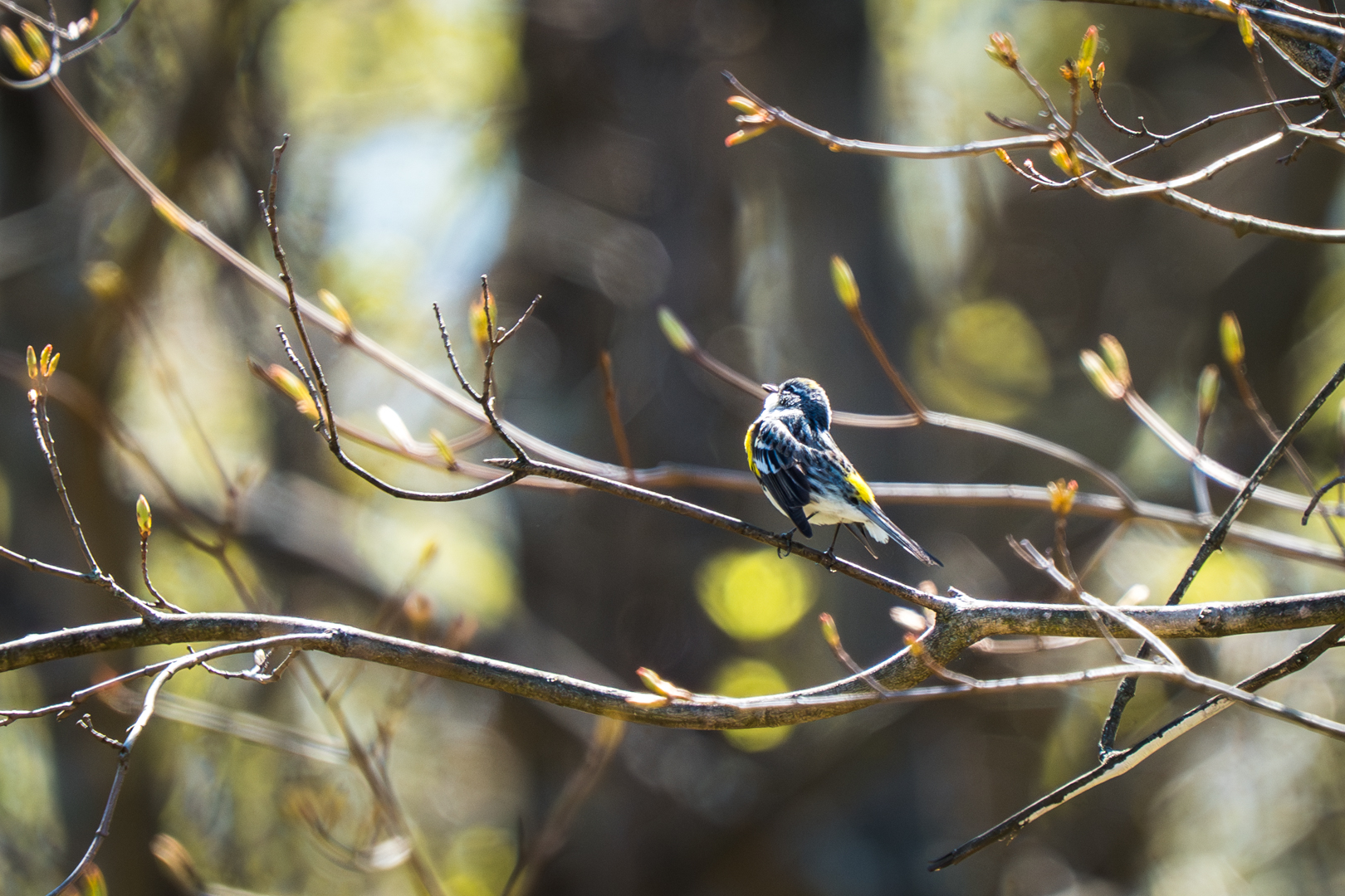 Birding: April 2026