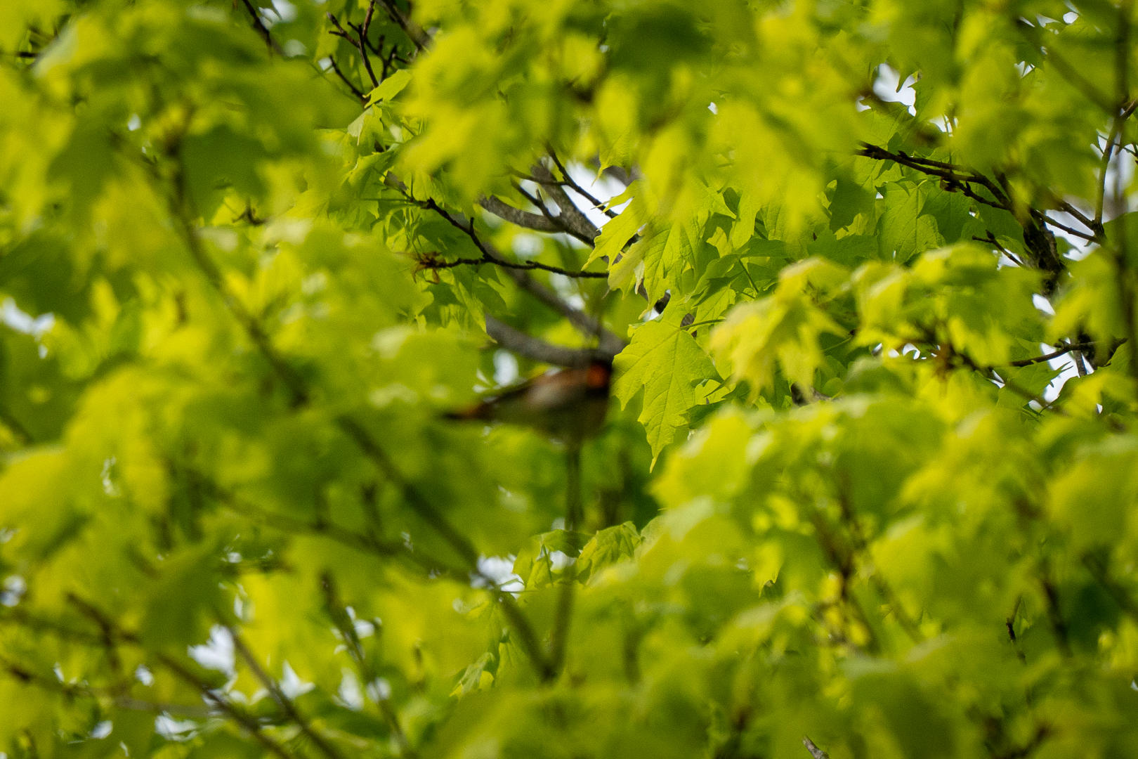 Blurry Birds