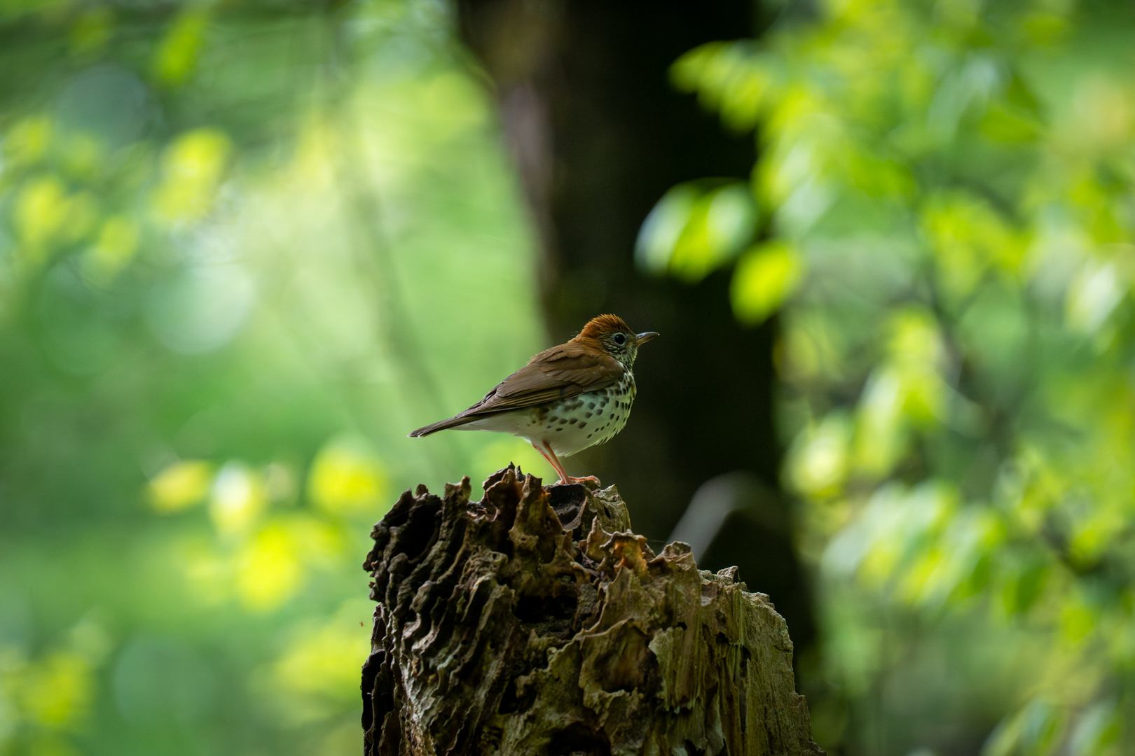 Birding: May 2026