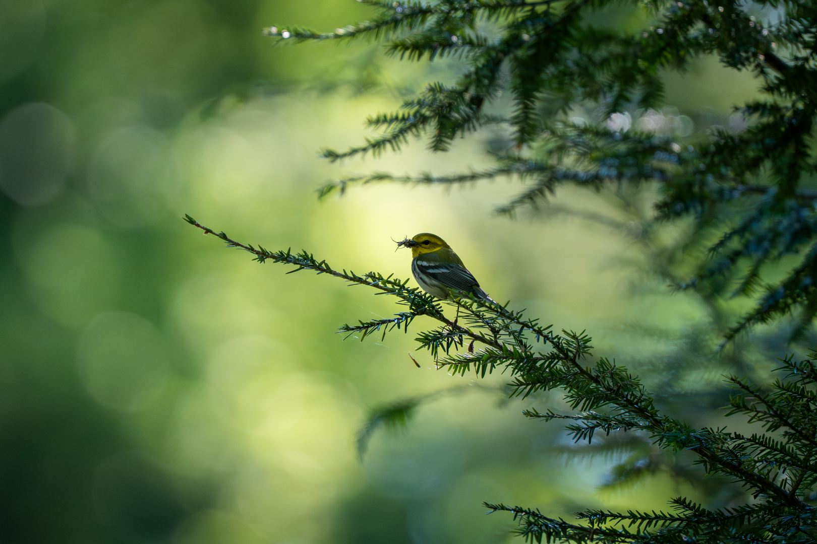Birding: June 2026